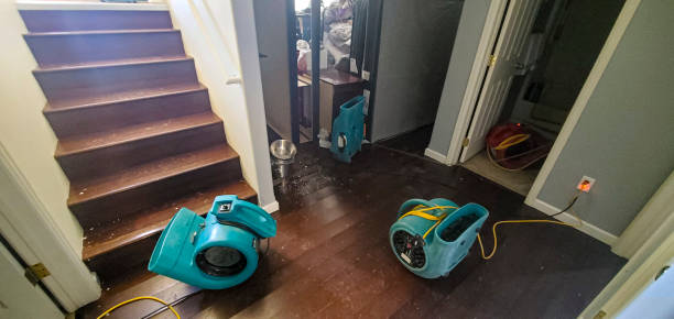 Best Carpet water damage restoration  in Purvis, MS